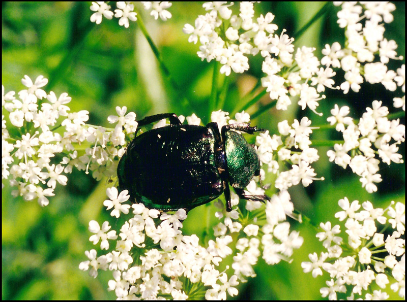 Gnorimus nobilis